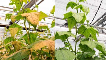 Eerste indruk witte LED’s in tomaat en komkommer: goed mee te telen