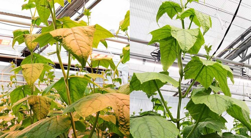 Eerste indruk witte LED’s in tomaat en komkommer: goed mee te telen