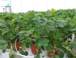 Trichoderma tegen Phytophthora op aardbei