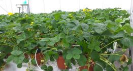 Trichoderma tegen Phytophthora op aardbei
