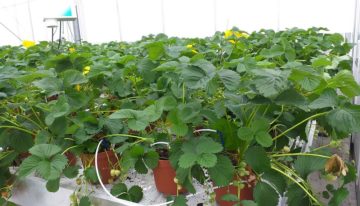 Trichoderma tegen Phytophthora op aardbei