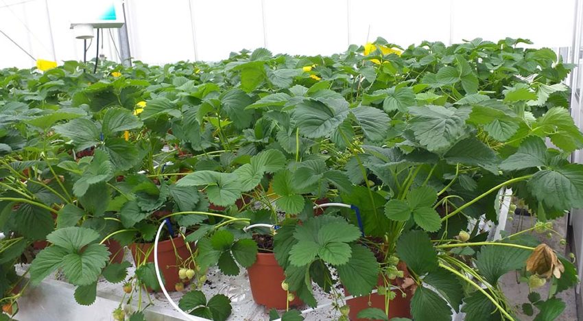 Trichoderma tegen Phytophthora op aardbei Trichoderma tegen Phytophthora op aardbei