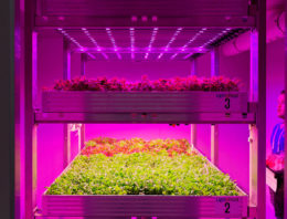 Nieuwe onderzoeksfaciliteit voor daglichtloos telen in Bleiswijk
