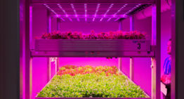 Nieuwe onderzoeksfaciliteit voor daglichtloos telen in Bleiswijk