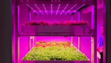 Nieuwe onderzoeksfaciliteit voor daglichtloos telen in Bleiswijk