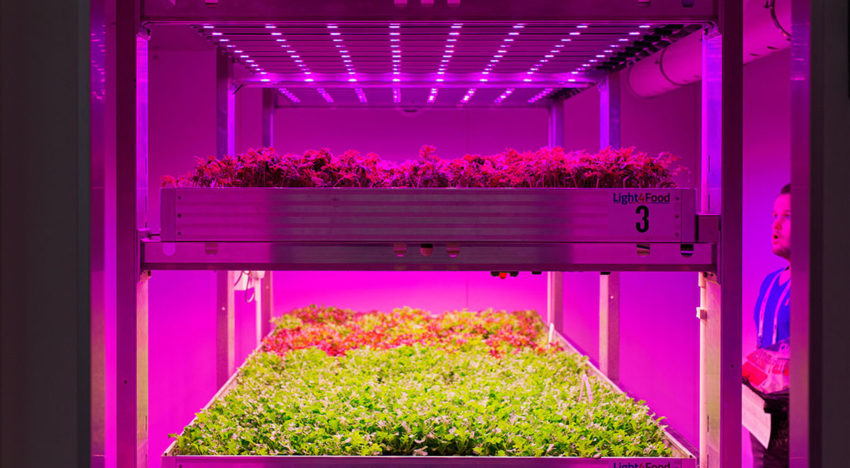 Nieuwe onderzoeksfaciliteit voor daglichtloos telen in Bleiswijk Nieuwe onderzoeksfaciliteit voor daglichtloos telen in Bleiswijk